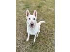 Adopt Snowy(sponsored adoption fee) a White Mixed Breed (Large) / Mixed dog in