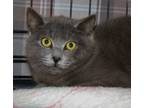 Adopt Beau a Gray or Blue Domestic Shorthair (short coat) cat in Christiansburg