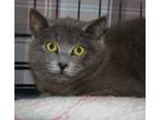 Adopt Beau a Gray or Blue Domestic Longhair (long coat) cat in Christiansburg