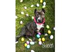 Adopt Queen a American Pit Bull Terrier / Mixed Breed (Medium) / Mixed dog in