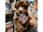 Adopt Sally a Brown/Chocolate - with White Husky / American Pit Bull Terrier /