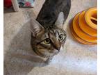 Adopt Cammy a Gray, Blue or Silver Tabby Domestic Shorthair cat in Springfield