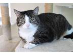 Adopt Spice a Brown Tabby Domestic Shorthair (short coat) cat in House Springs
