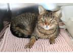 Adopt Swifty a Brown Tabby Domestic Shorthair (short coat) cat in House Springs