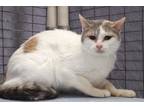 Adopt Spot a Calico or Dilute Calico Domestic Shorthair (short coat) cat in