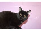 Adopt Sesame a All Black Domestic Shorthair (short coat) cat in House Springs