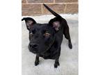 Adopt Whopper Jr. a Black Mixed Breed (Medium) / Mixed dog in Reidsville