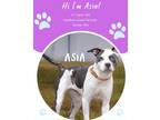 Adopt Asia a Black Terrier (Unknown Type, Medium) / Mixed Breed (Medium) / Mixed