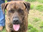 Adopt Leonidas a Brindle Mixed Breed (Large) / Mixed dog in Georgetown