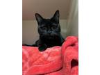 Adopt Coolatta a All Black Domestic Shorthair / Domestic Shorthair / Mixed cat