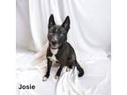 Adopt Josie a Black Terrier (Unknown Type, Medium) / Mixed Breed (Medium) /