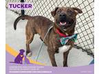 Adopt Tucker a Brindle Labrador Retriever / Mixed Breed (Medium) / Mixed (short