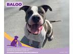 Adopt Baloo a Gray/Blue/Silver/Salt & Pepper American Pit Bull Terrier / Mixed