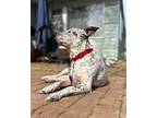 Adopt Arbor a White - with Red, Golden, Orange or Chestnut Australian Cattle Dog
