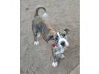 Adopt Lita a Brindle - with White Jack Russell Terrier / Mixed dog in Wallis