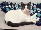 Adopt Casserole a Domestic Shorthair / Mixed (short coat) cat in LaBelle
