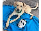 Adopt Noah a Black Mouth Cur / Hound (Unknown Type) / Mixed dog in LaBelle