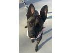 Adopt Lola a Brindle German Shepherd Dog / Mixed dog in Roswell, GA (40968259)