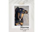 Adopt Sierra a Black - with Brown, Red, Golden, Orange or Chestnut Doberman