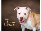 Adopt Jaz a White - with Red, Golden, Orange or Chestnut Pit Bull Terrier /