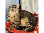 Adopt Sourdough a Domestic Shorthair / Mixed (short coat) cat in Columbia