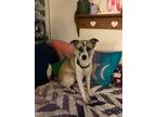 Adopt Euphora a Border Collie / Mixed dog in Bloomington, IN (40967783)
