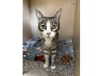 Adopt Genevieve a Domestic Shorthair (short coat) cat in Oakdale, CA (40539992)