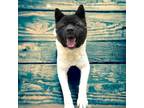 Adopt Sansa a White Akita / Mixed Breed (Medium) / Mixed (short coat) dog in