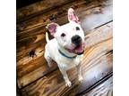 Adopt Kaine a White Terrier (Unknown Type, Medium) / Mixed Breed (Medium) /