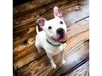 Adopt Kaine a White Terrier (Unknown Type, Small) / Mixed dog in Cumberland