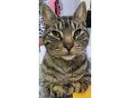 Adopt Gabe a Brown Tabby Domestic Shorthair / Mixed (short coat) cat in Panama