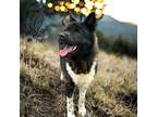 Adopt Eva a Black Akita / Mixed dog in Cumberland, MD (35186929)