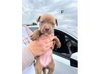 Adopt Joanie MM a Mixed Breed (Medium) dog in San Angelo, TX (40743391)