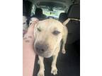 Adopt Jenson MM a Mixed Breed (Medium) dog in San Angelo, TX (40743390)