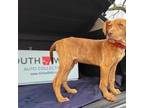 Adopt Cannon a Plott Hound / American Pit Bull Terrier / Mixed dog in