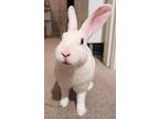 Adopt Jamie a Other/Unknown / Mixed (short coat) rabbit in Scotts Valley
