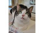 Adopt Granola a Domestic Mediumhair / Mixed (short coat) cat in Fremont