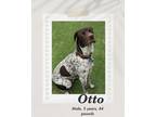 Adopt Otto a White - with Brown or Chocolate German Shorthaired Pointer dog in