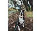 Adopt Vera a Tricolor (Tan/Brown & Black & White) Cattle Dog / Pit Bull Terrier