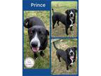 Adopt Prince a Black Labrador Retriever dog in CONVERSE, TX (40846139)
