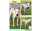 Adopt Mac a White Shepherd (Unknown Type) dog in CONVERSE, TX (40516985)
