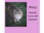 Adopt Missy a Gray or Blue (Mostly) Domestic Mediumhair (medium coat) cat in De