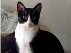 Adopt Mickey a Black & White or Tuxedo Domestic Shorthair (short coat) cat in