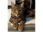 Adopt Kitt a Brown Tabby Domestic Shorthair (short coat) cat in Pasadena