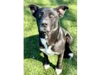 Adopt Malcolm a Black Labrador Retriever / Carolina Dog / Mixed (short coat) dog