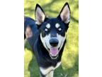 Adopt Freddie a Black Husky / German Shepherd Dog / Mixed dog in Red Bluff