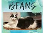 Adopt Beans a Black & White or Tuxedo Domestic Mediumhair / Mixed cat in