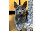 Adopt Theodore a Gray or Blue Domestic Shorthair (short coat) cat in Sioux