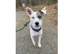 Adopt Footloose a White - with Gray or Silver Catahoula Leopard Dog / Cattle Dog