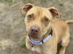 Adopt Tango a Tan/Yellow/Fawn Pit Bull Terrier / Mixed dog in Millersville